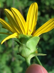 Silphium asteriscus latifolium