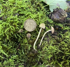 Cystoagaricus hirtosquamulosus