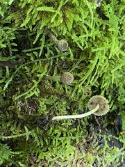 Cystoagaricus hirtosquamulosus