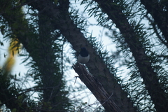 Copsychus albospecularis