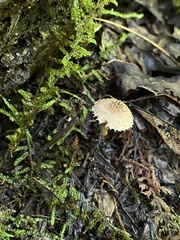 Cystoagaricus hirtosquamulosus