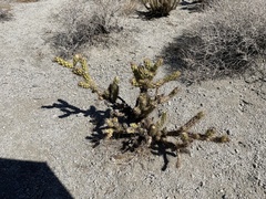 Cylindropuntia ganderi