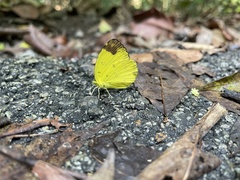 Eurema simulatrix tecmessa