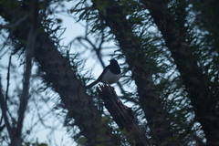 Copsychus albospecularis