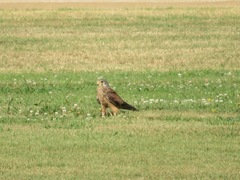 Falco tinnunculus