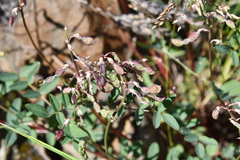 Hedysarum dasycarpum