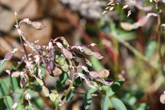 Hedysarum dasycarpum