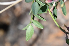 Hedysarum dasycarpum