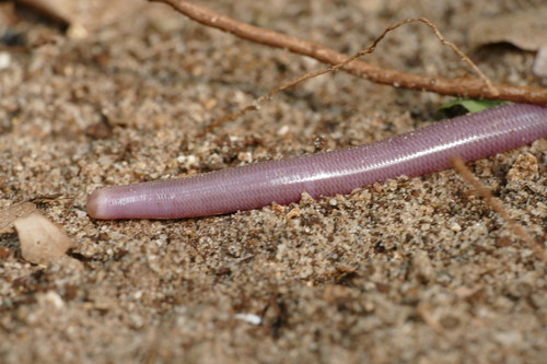 Swahili gracile blind-snake