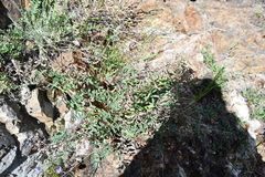 Hedysarum dasycarpum