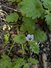 Phacelia bolanderi