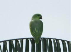 Graydidascalus brachyurus