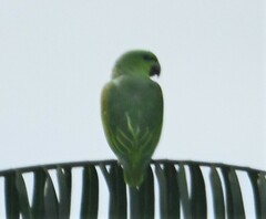 Graydidascalus brachyurus