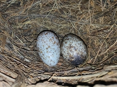 White-Necked Rockfowl photo 5