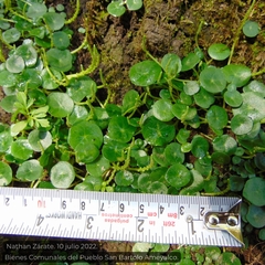 Piperales