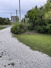 Sylvilagus palustris