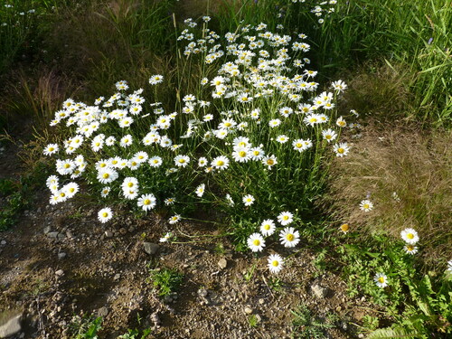 Leucanthemum vulgare