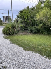 Sylvilagus palustris