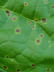 Alternaria catalpae