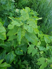 Alternaria catalpae