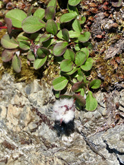 Salix stolonifera