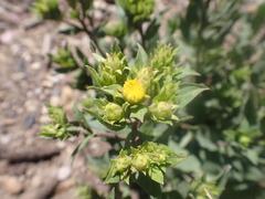 Oreochrysum parryi