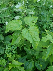 Alternaria catalpae