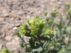 Oreochrysum parryi