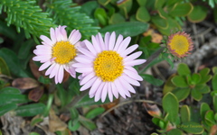 Aster alpinus vierhapperi