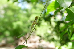Chamaeleonidae