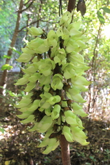 Mucuna thailandica