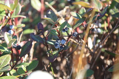 Gaultheria discolor