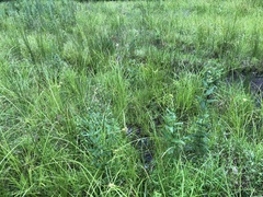 Polytrichum pallidisetum