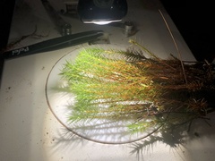 Polytrichum pallidisetum