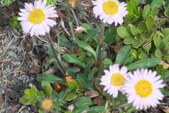 Aster alpinus vierhapperi