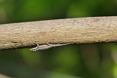 Lygodactylus mombasicus