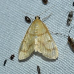 Helvibotys helvialis