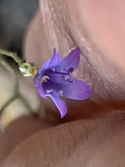 Gilia ochroleuca