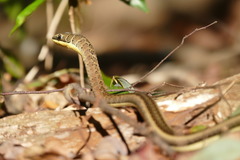 Psammophis