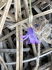 Gilia ochroleuca