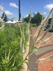 Veronicastrum virginicum
