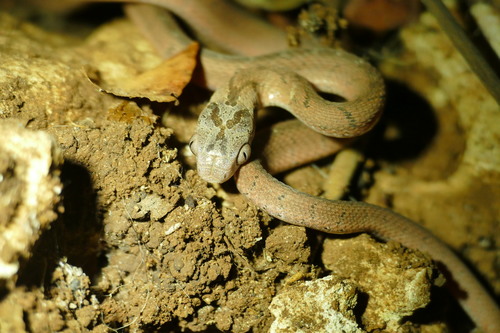 East African Egg Eater
