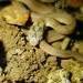 Dasypeltis medici medici - Photo (c) Ewout Knoester, some rights reserved (CC BY-NC), uploaded by Ewout Knoester
