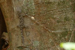 Hemidactylus platycephalus