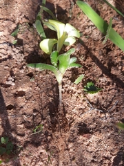 Moraea galaxia