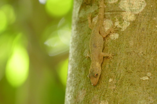 Hemidactylus mrimaensis