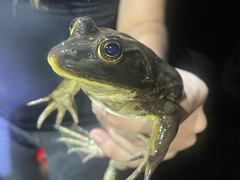 Lithobates grylio