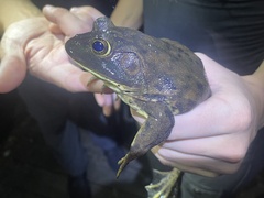 Lithobates grylio