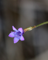 Gilia ochroleuca