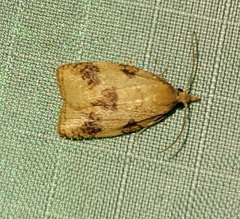 Cenopis saracana